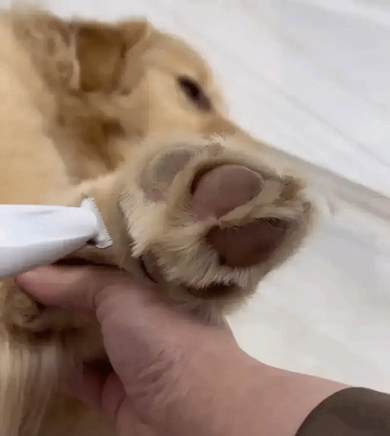 Durable and efficient pet paw hair trimmer suitable for regular grooming maintenance, dog clipper,hair clippers for dog, trimmer dog hair, dog grooming hair trimmer, dog hair trimmer, dog shavers clippers, pet hair clippers, dog clippers, cordless hair clippers for dogs, dog cutting clippers, dog grooming clippers, dog grooming clippers professional, dog trimmer, grooming dog clippers, hair clippers dogs, hair clippers for dogs.