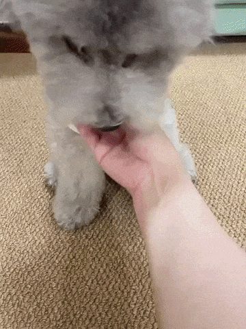 ActiveFetch Smart Pet Ball